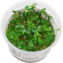 Marsilea hirsuta - 1-2-GROW!