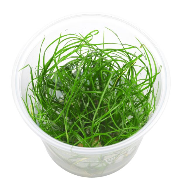 Eriocaulon sp. "Feather Duster"