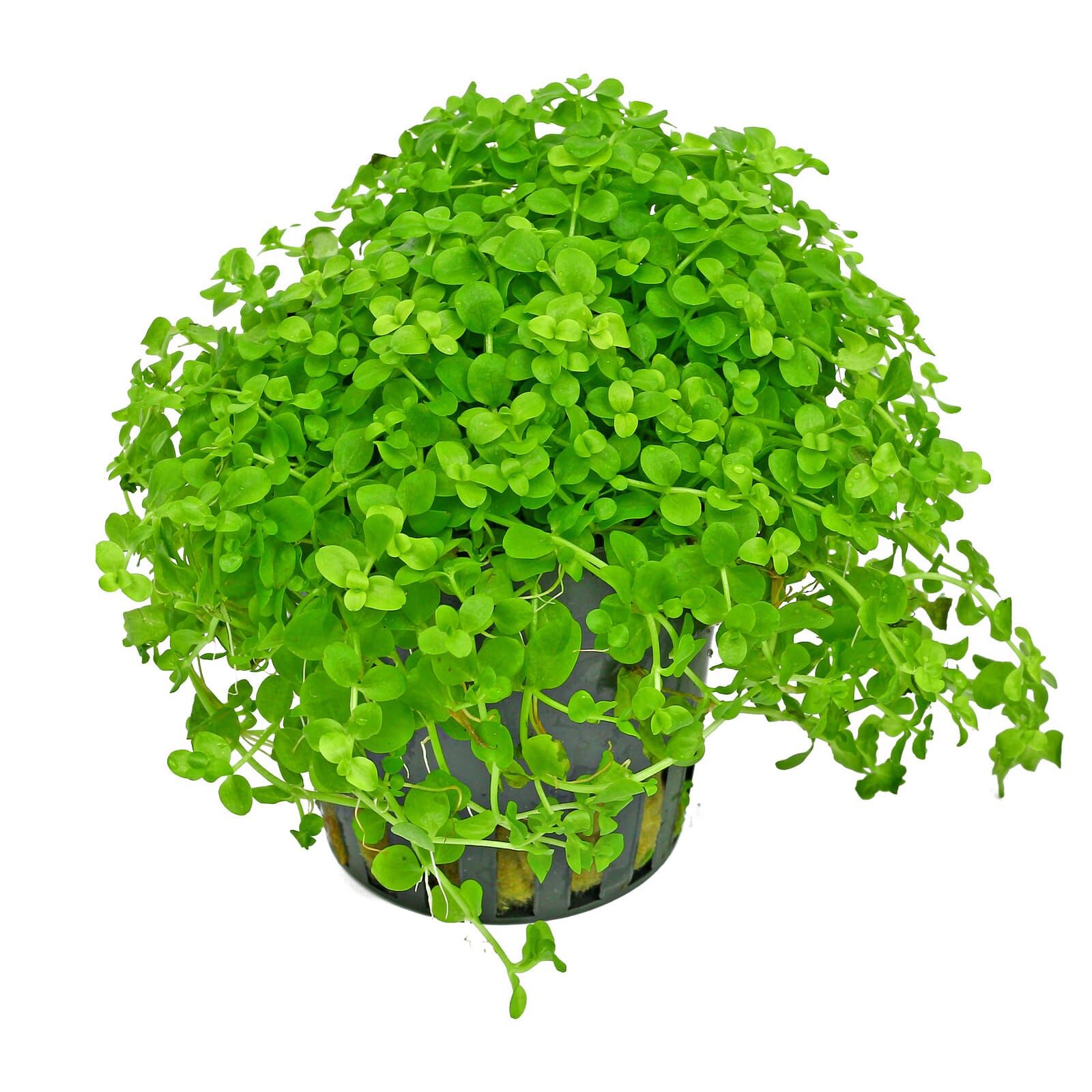 Micranthemum tweediei ("Montecarlo-3")