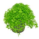 Micranthemum tweediei ("Montecarlo-3") - Topf