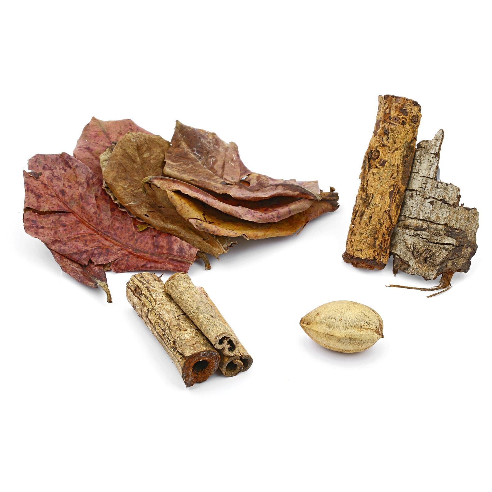 Seemandelbaum-Set
