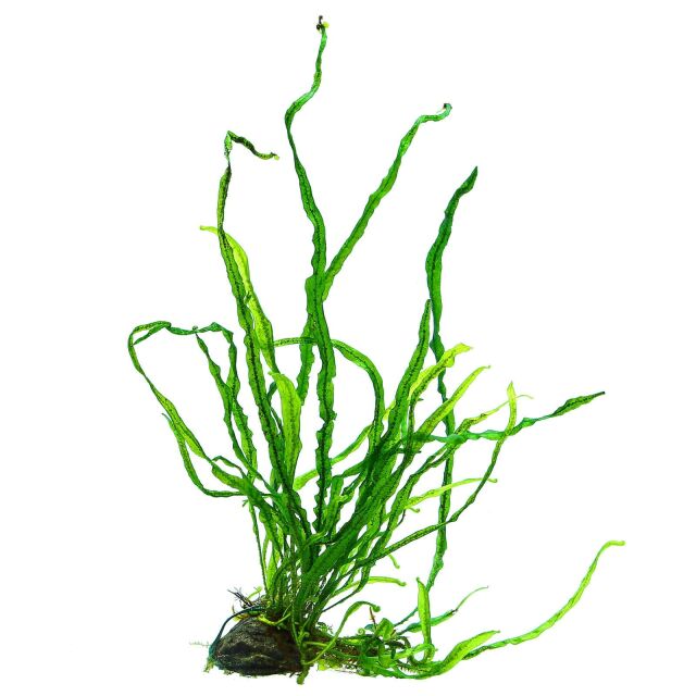 Microsorum pteropus "True Needle Leaf"