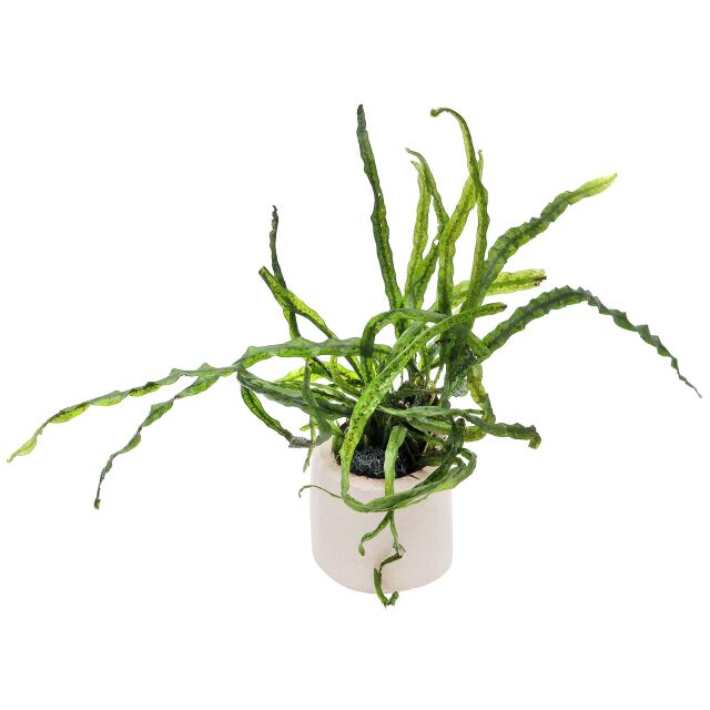 Microsorum pteropus "True Needle Leaf" - Portion