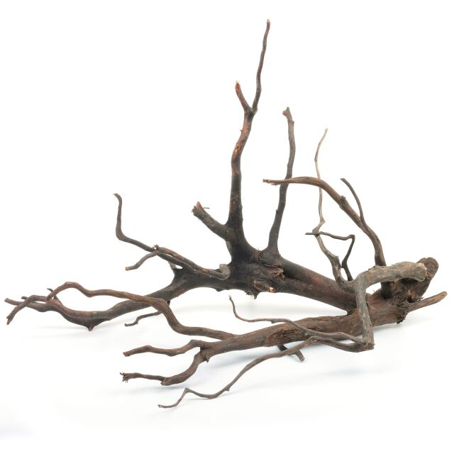 Black Root