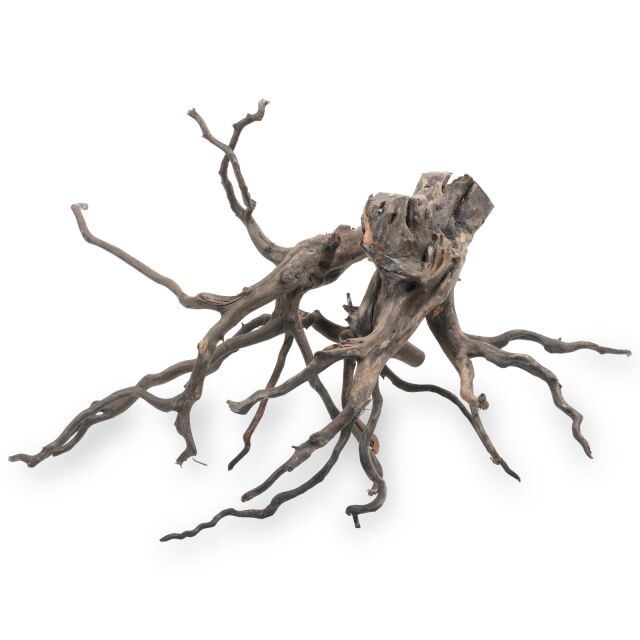 Black Root