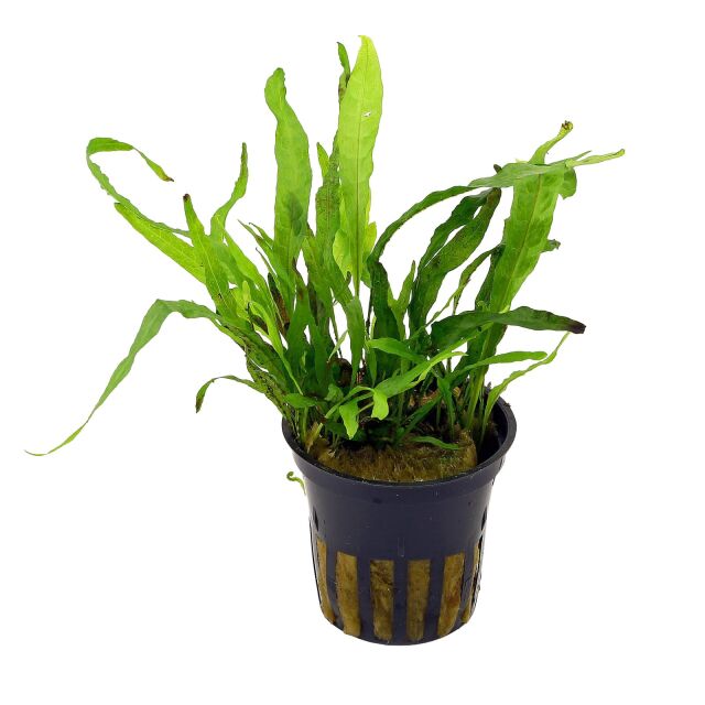 <b>Microsorum pteropus 'Narrow' Narrow-leaf Java fern</b>