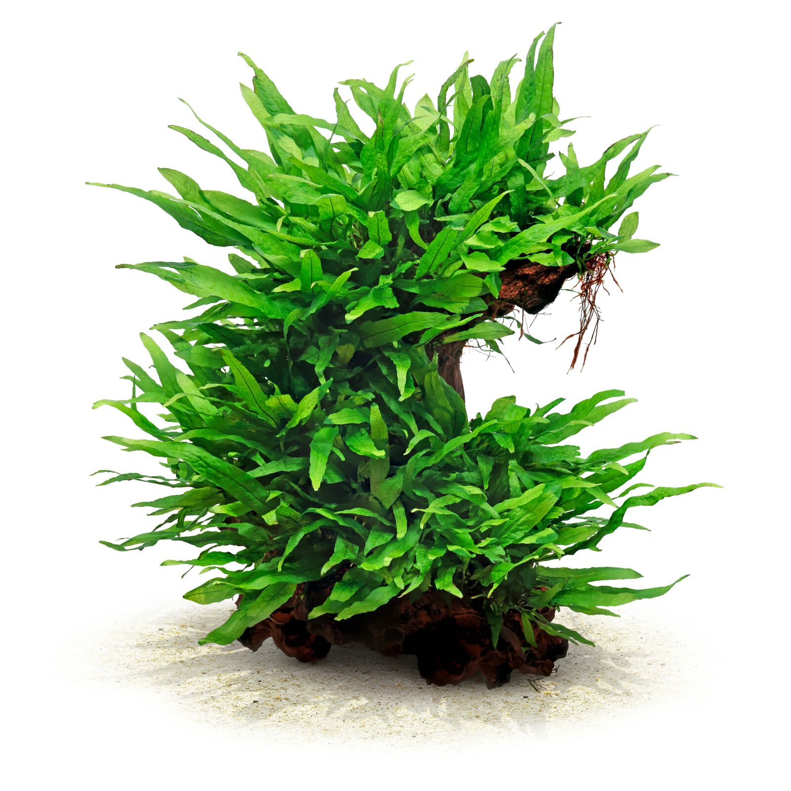 Microsorum pteropus 'Petit'