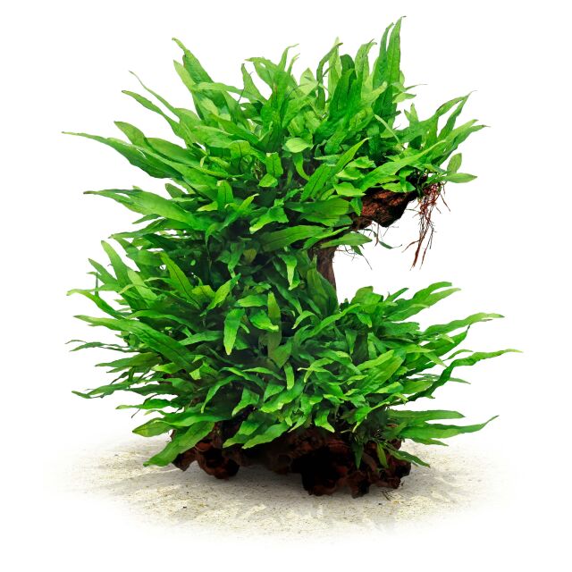 Microsorum pteropus 'Petit'