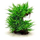 Microsorum pteropus Petit