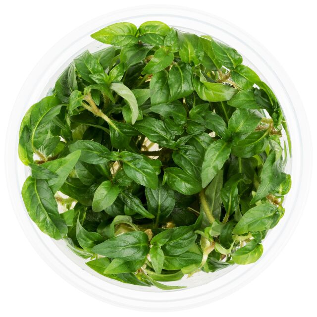 Staurogyne sp. "Porto Velho"