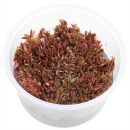 Rotala rotundifolia "Singapore Blood Red" - in...