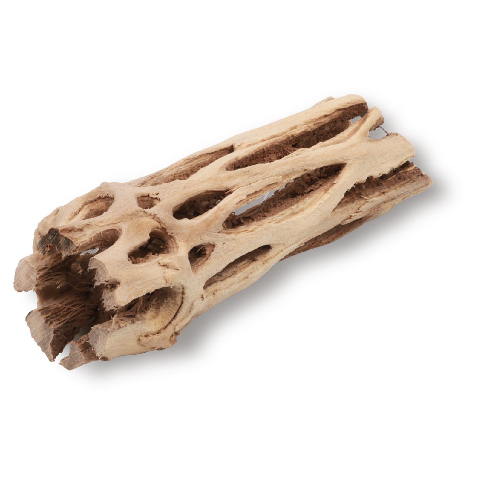 Cholla Wood light - 8 cm