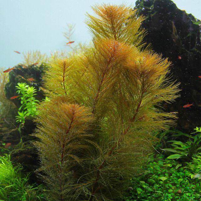 Myriophyllum sp. "Roraima"