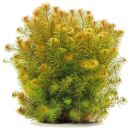Myriophyllum sp. "Roraima"