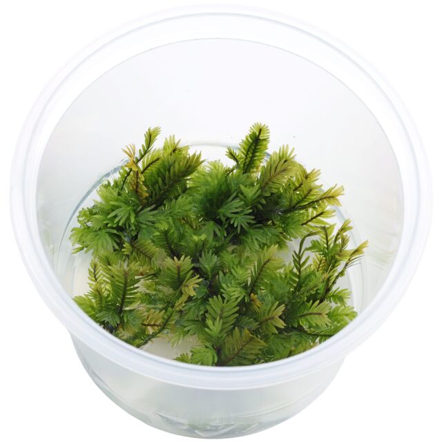 Fissidens nobilis