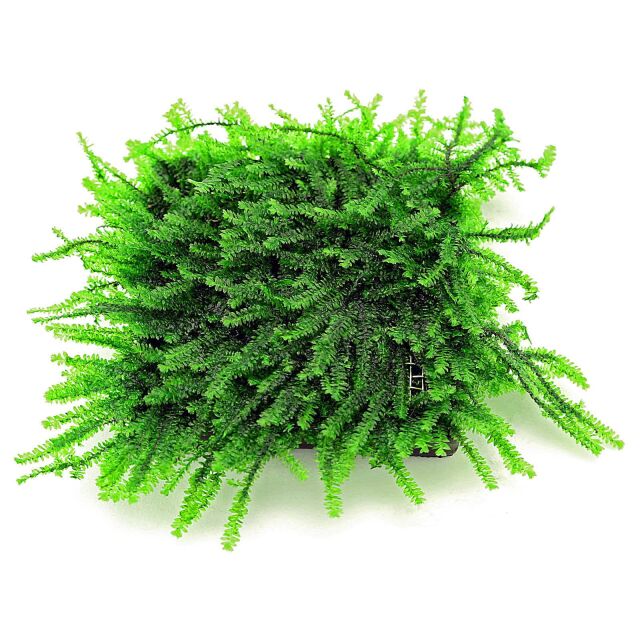 Pilotrichaceae sp. - "Pilo moss"