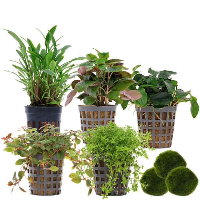 Aquarium Plant Set - 30 Liters - Colorful - Easy - No. 01