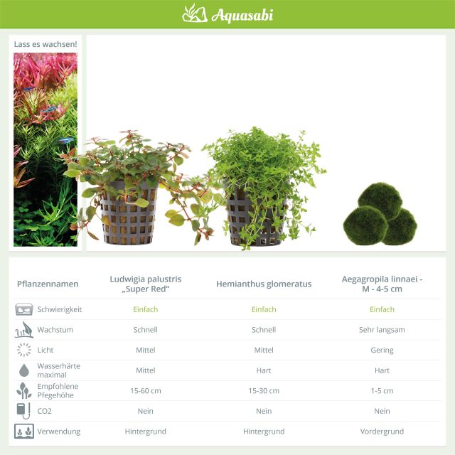 Aquarium Plant Set - 30 Liters - Colorful - Easy - No. 01