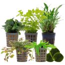 Aquarienpflanzen Set - 30 Liter - Farbig - einfach - Nr. 03