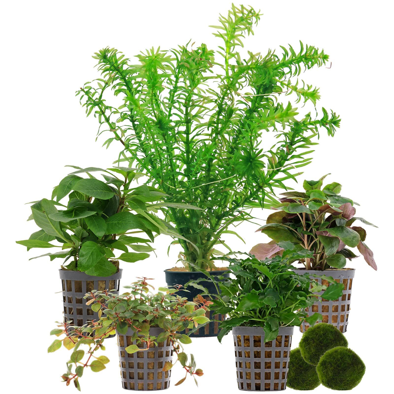 Aquarium Plant Set - 30 Liters - Colorful - Easy - No. 05