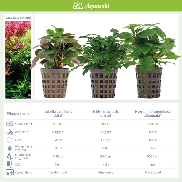 Aquarium Plant Set - 30 Liters - Colorful - Easy - No. 05