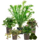 Aquarienpflanzen Set - 30 Liter - Farbig - einfach - Nr. 05
