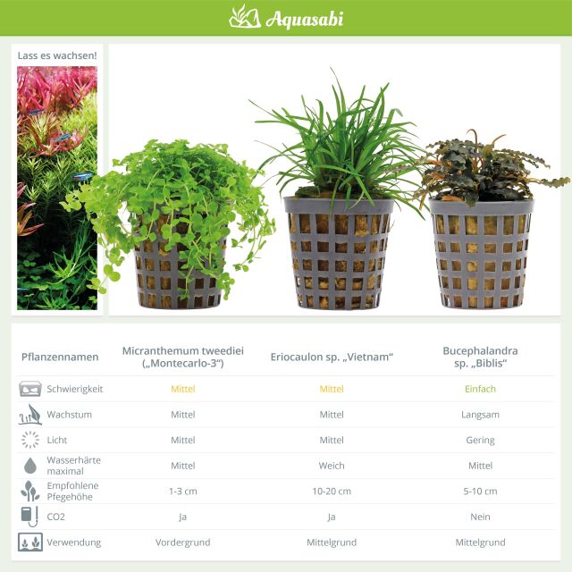 Aquarium Plant Set - 30 Liters - Green - Medium - No. 03