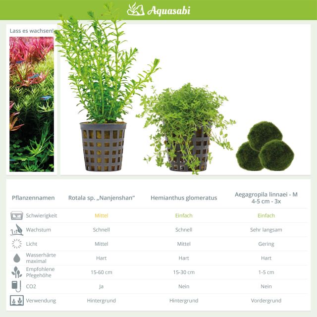 Aquarium Plant Set - 30 Liters - Green - Medium - No. 03