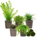 Aquarium Plant Set - 30 Liters - Green - Medium - No. 03