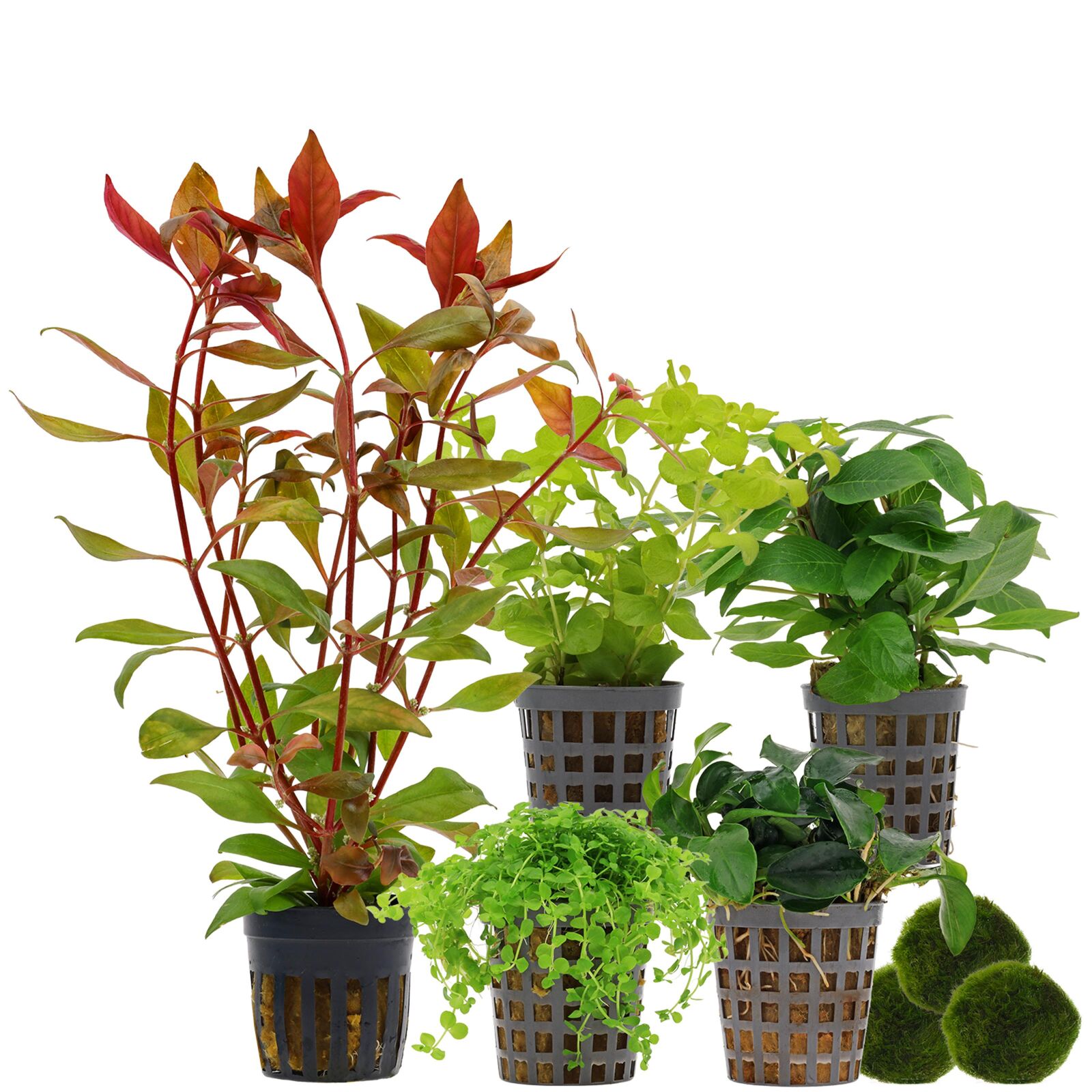 Aquarium Plant Set - 30 Liters - Green - Medium - No. 05