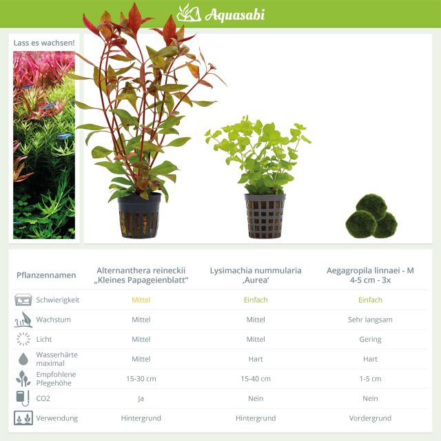 Aquarium Plant Set - 30 Liters - Green - Medium - No. 05