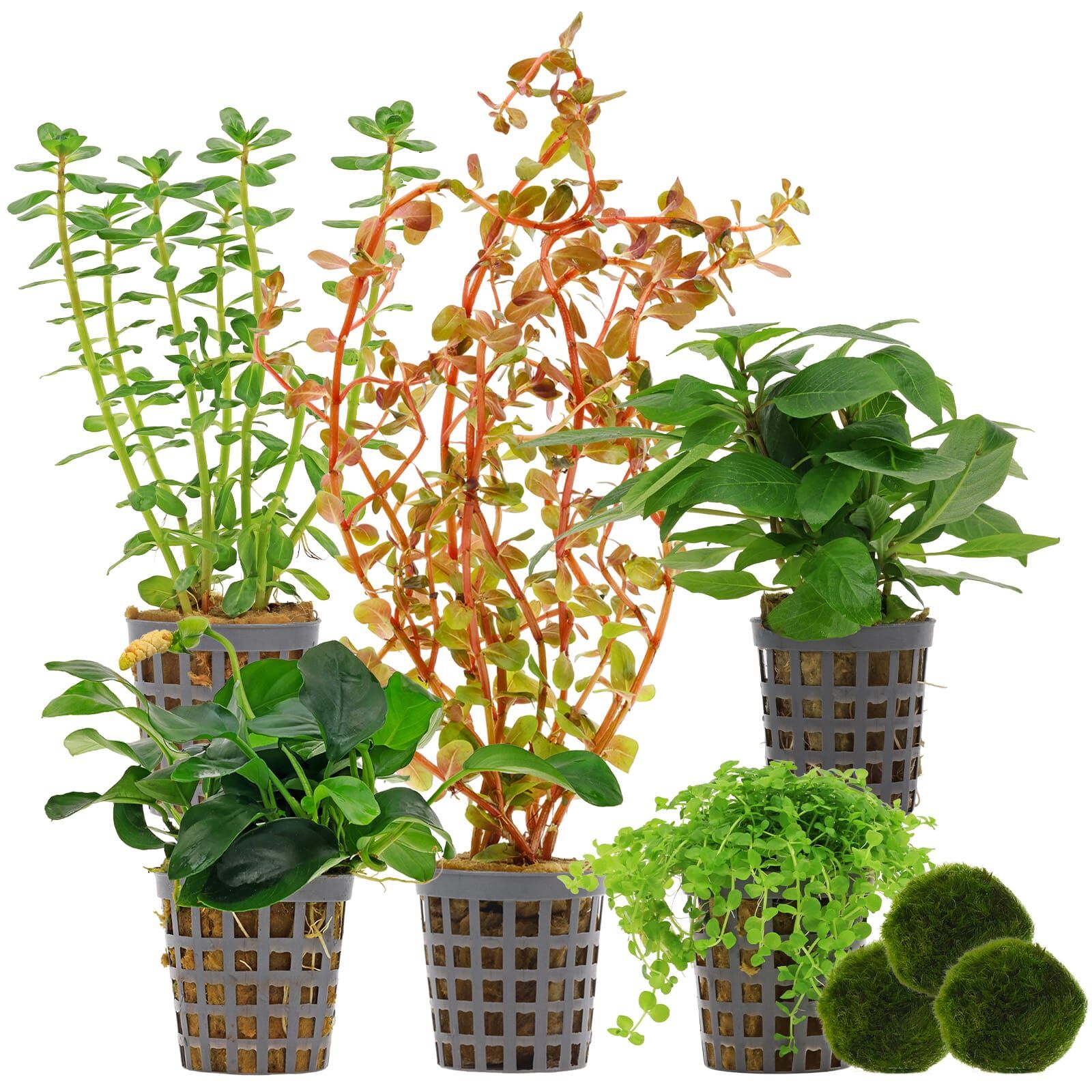 Aquarium Plant Set - 30 Liters - Colorful - Medium - No. 01