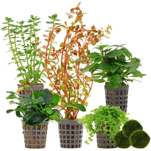 Aquarium Plant Set - 30 Liters - Colorful - Medium - No. 01