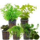 Aquarienpflanzen Set - 30 Liter - Farbig - mittel - Nr. 04