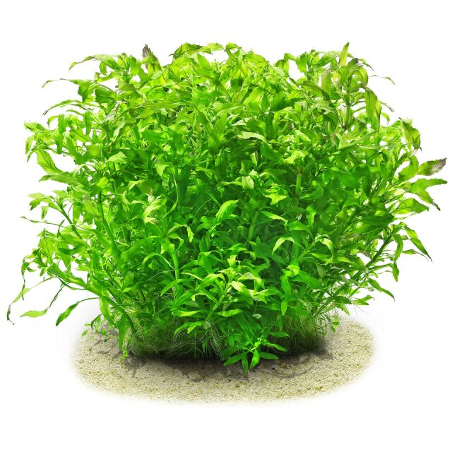 Pogostemon sampsonii