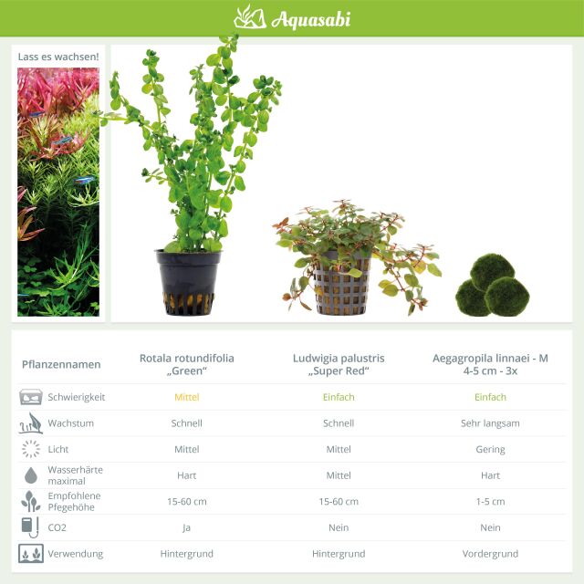 Aquarium Plant Set - 30 Liters - Colorful - Medium - No. 05