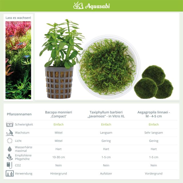 Aquarium Plant Set - 30 Liters - Shrimp - Green - Easy - No. 02