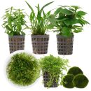 Aquarienpflanzen Set - 30 Liter - Garnelen - Grün -...