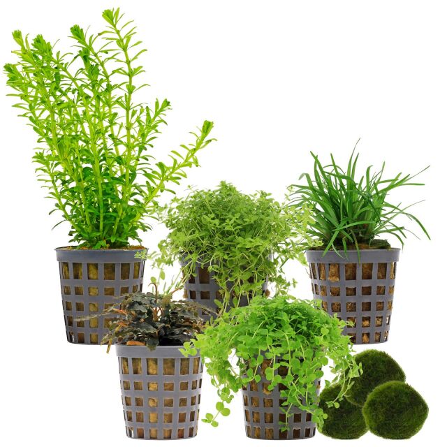Aquarium Plant Set - 30 Liters - Green - Medium - No. 03