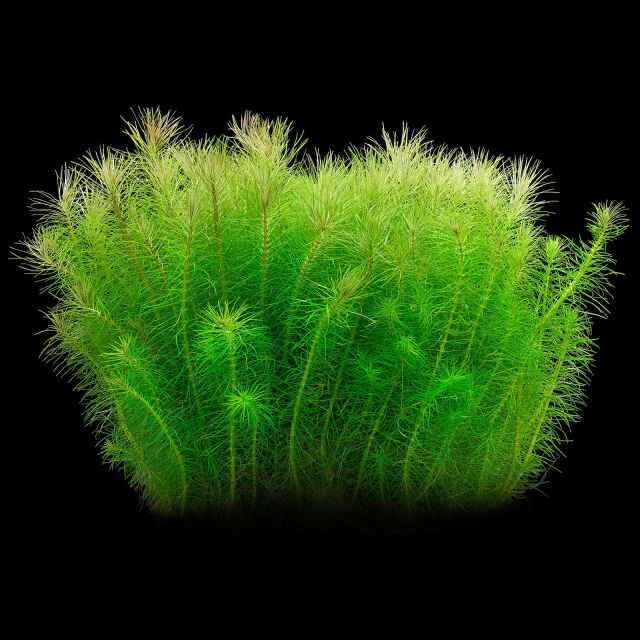 Pogostemon deccanensis ("erectus")