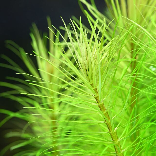 Pogostemon deccanensis ("erectus")