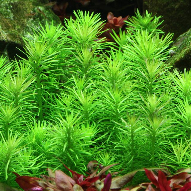 Pogostemon deccanensis ("erectus")