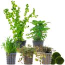 Aquarienpflanzen Set - 30 Liter - Farbig - mittel - Nr....