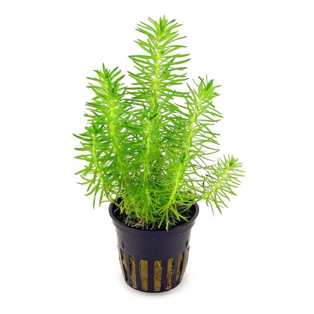 Pogostemon deccanensis ("erectus") - Pot