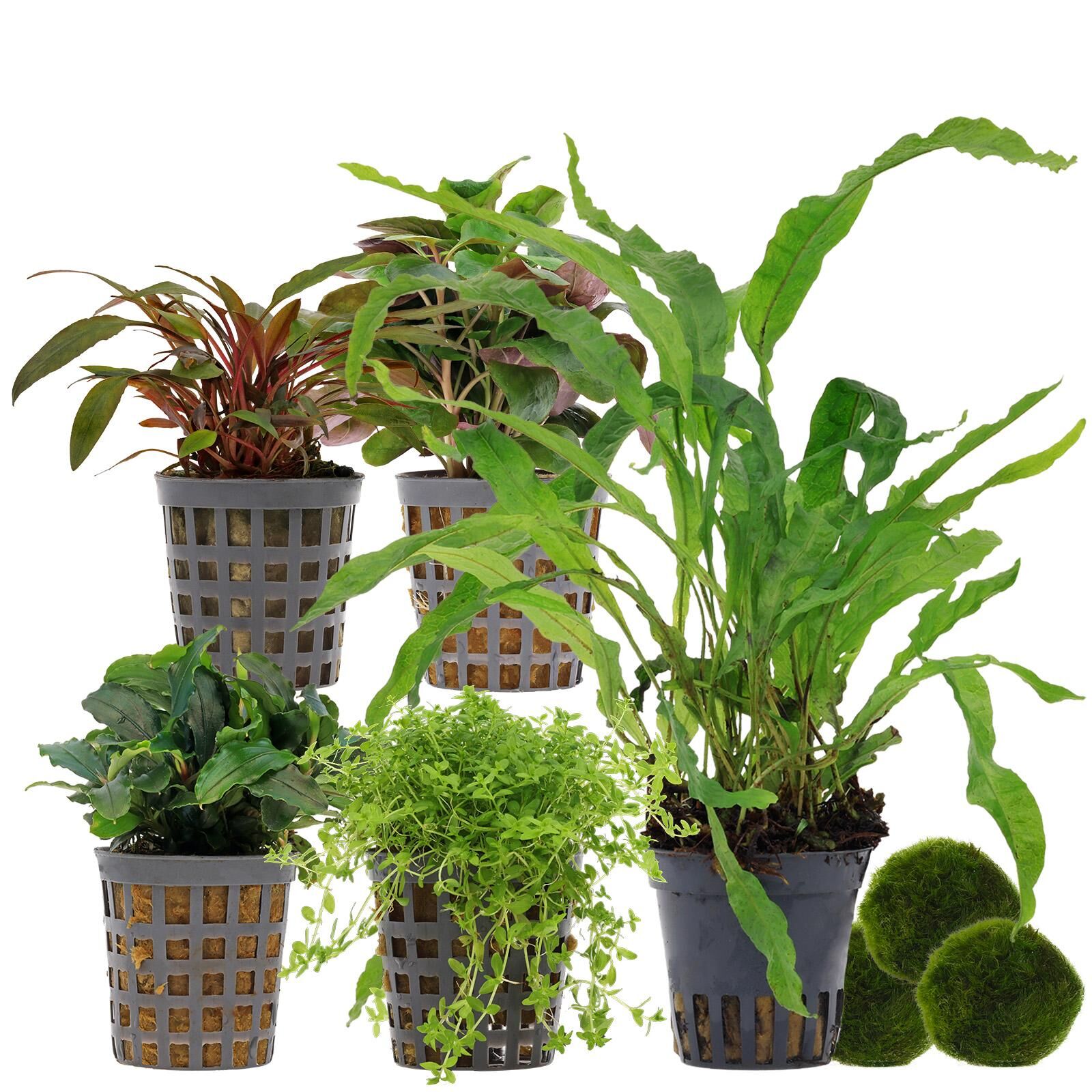 Aquarium Plant Set - 30 Liters - Low Maintenance - No. 01