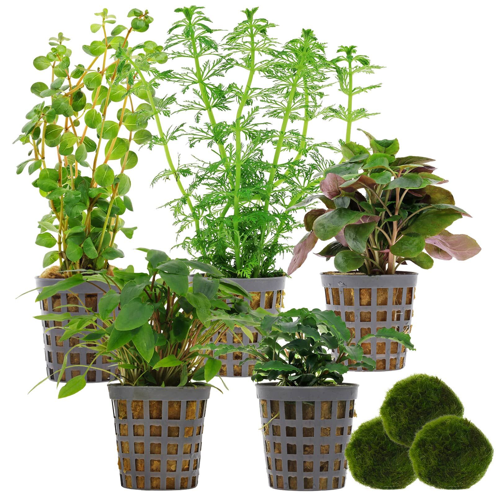 Aquarium Plant Set - 60 Liters - Green - Easy - No. 02