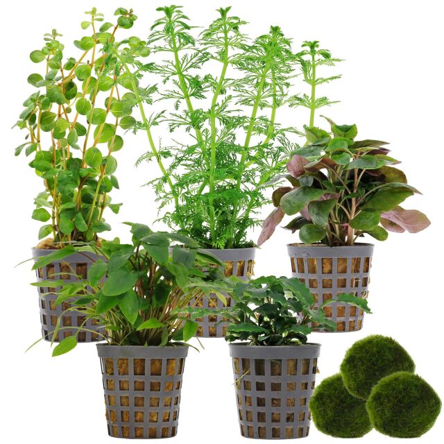 Aquarium Plant Set - 60 Liters - Green - Easy - No. 02