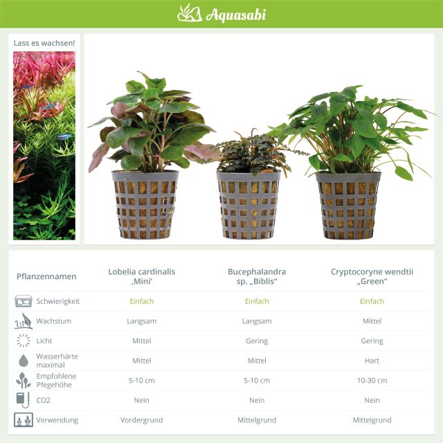 Aquarium Plant Set - 60 Liters - Green - Easy - No. 02