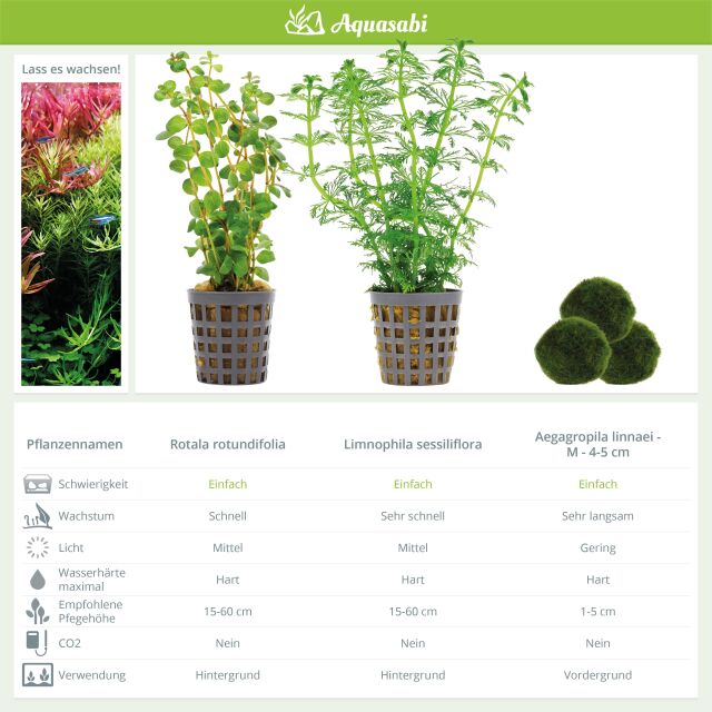 Aquarium Plant Set - 60 Liters - Green - Easy - No. 02