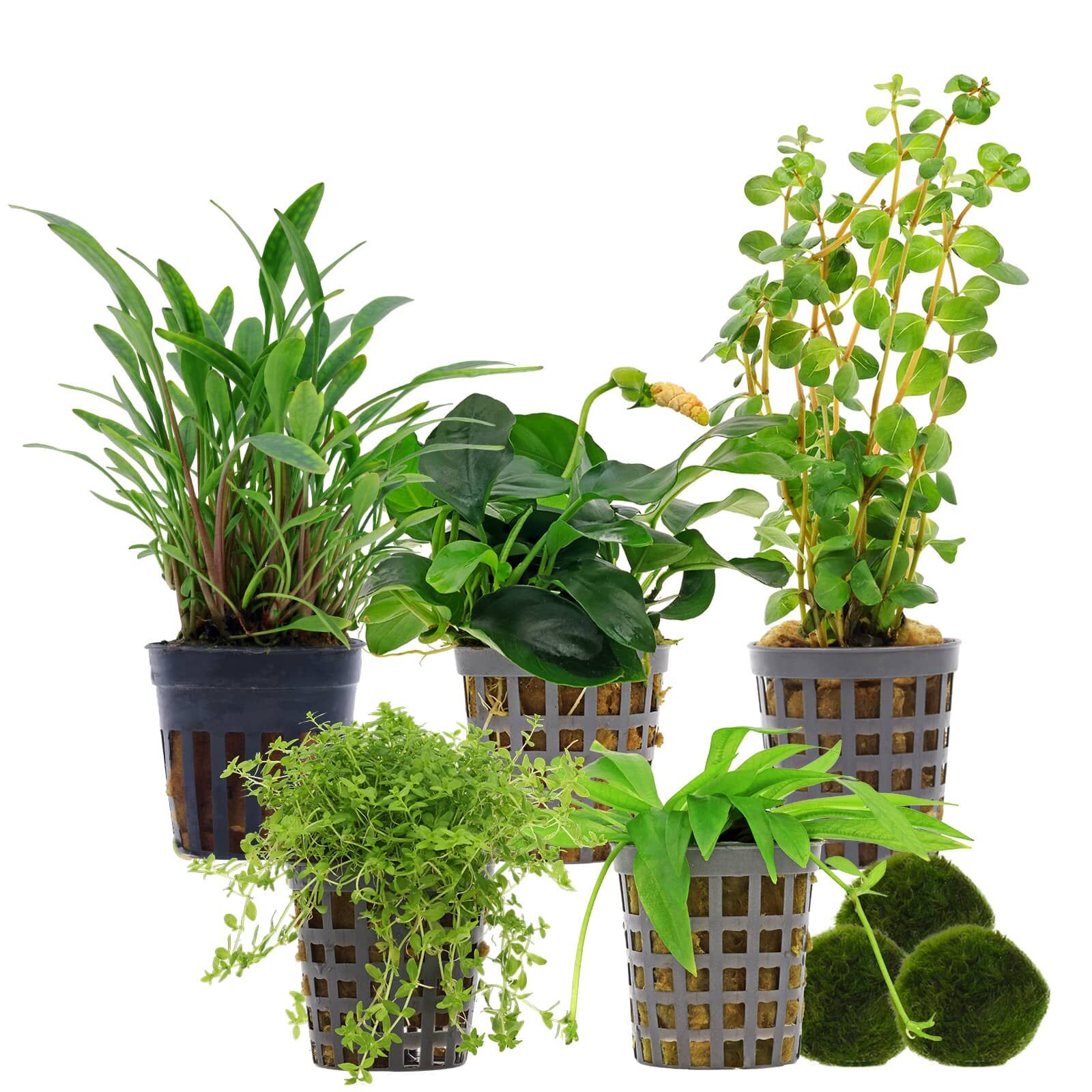 Aquarium Plant Set - 60 Liters - Green - Easy - No. 03